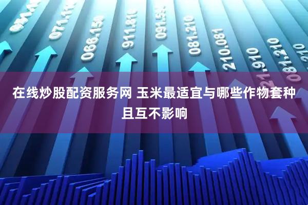 在线炒股配资服务网 玉米最适宜与哪些作物套种且互不影响